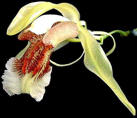 Coelogyne speciosa
